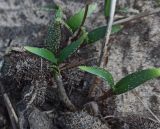 Xanthium orientale