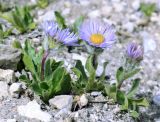 Erigeron heterochaeta