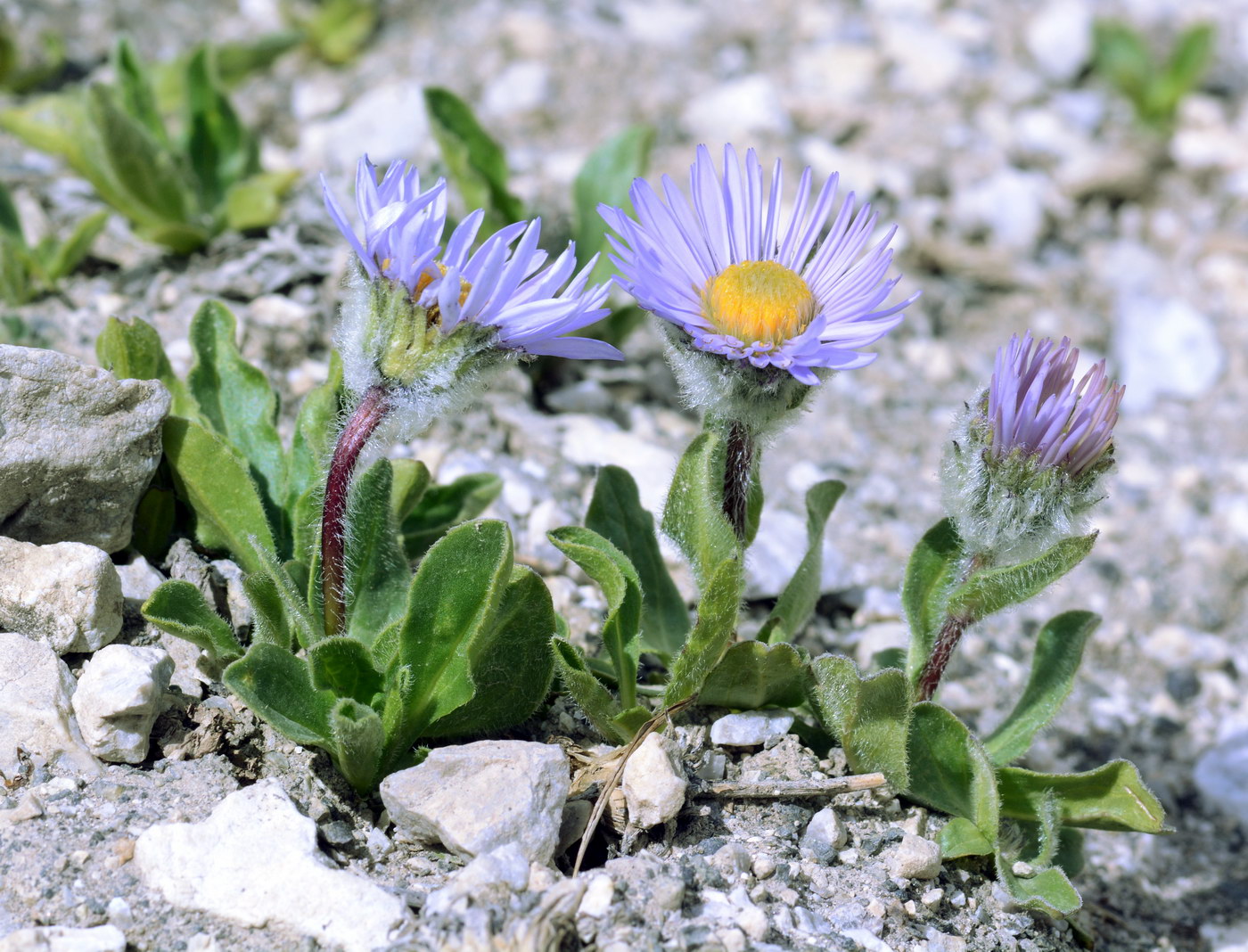 Image of Erigeron heterochaeta specimen.