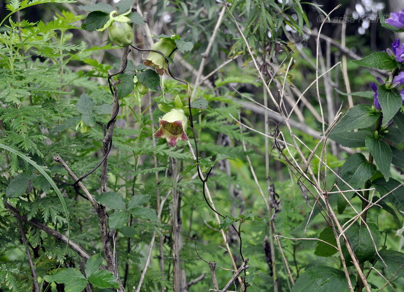 Изображение особи Codonopsis lanceolata.