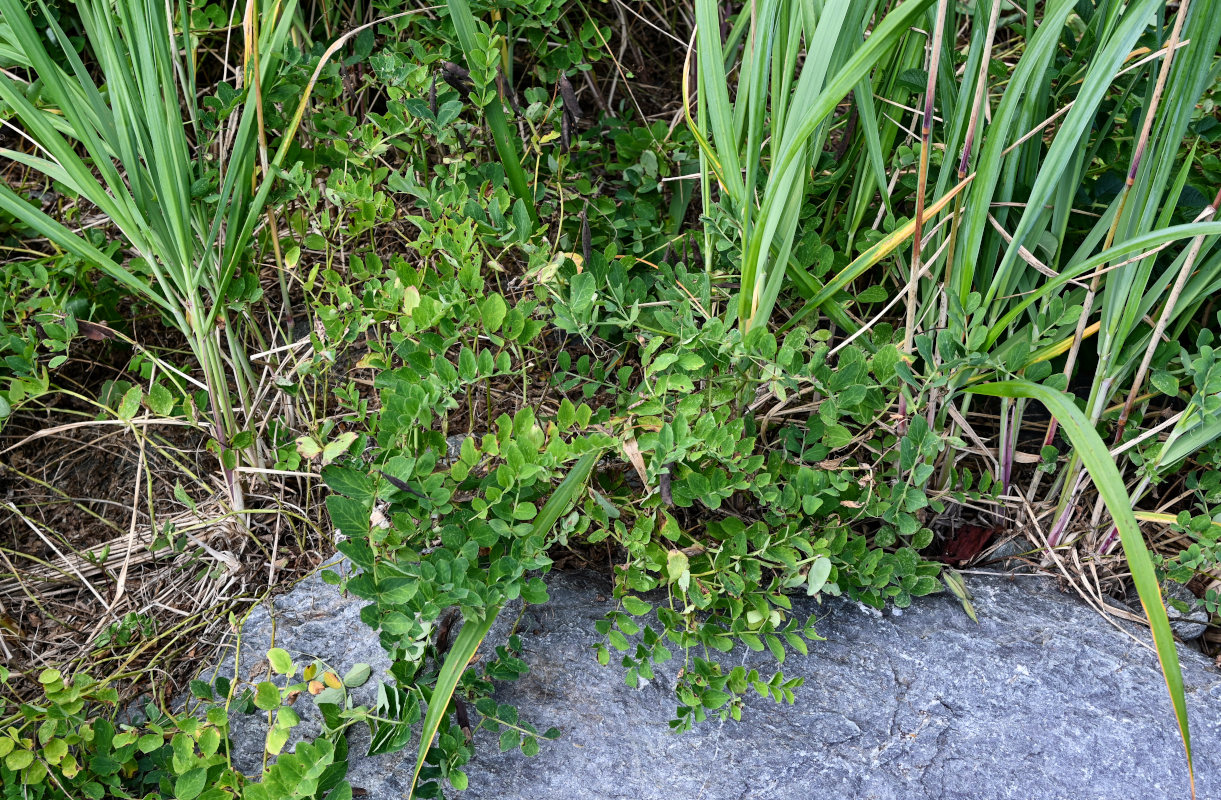 Изображение особи Lathyrus japonicus.