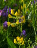 Lathyrus pratensis. Верхушка побега с бутонами и завязавшимися плодами. Свердловская обл., Карпинский ГО, окр. Башенёвсого моста, долина р. Каква, зарастающий галечник. 9 июня 2023 г.