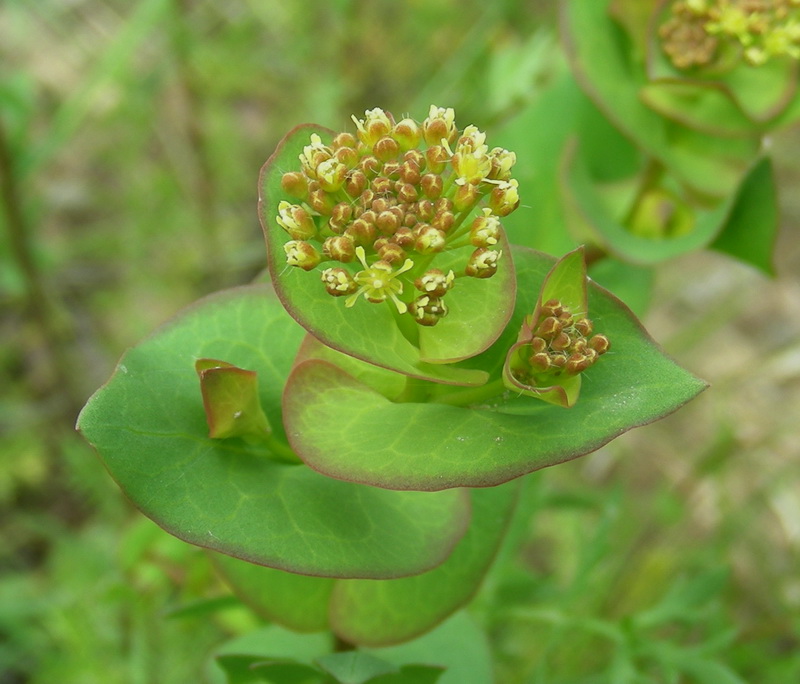 Изображение особи Lepidium perfoliatum.