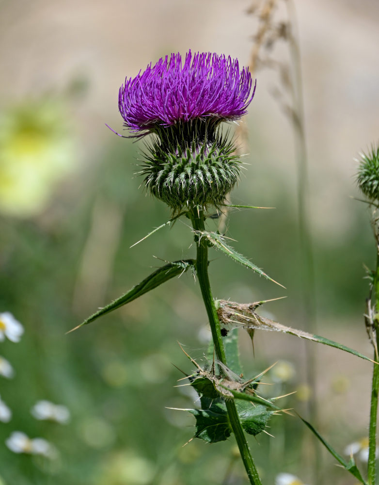 Изображение особи Cirsium ciliatum.