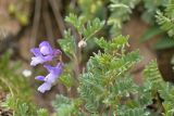 Vicia sosnowskyi