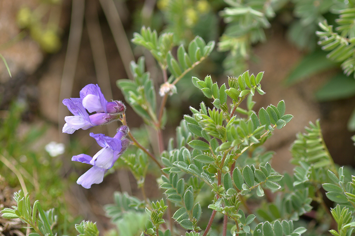 Изображение особи Vicia sosnowskyi.