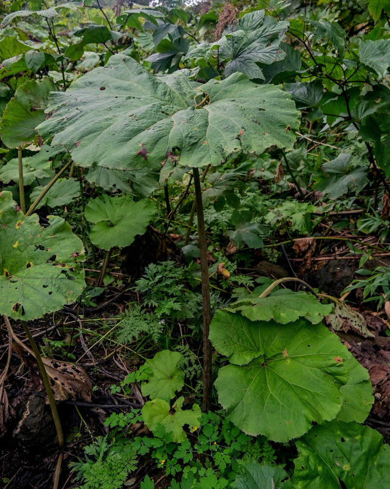 Image of Petasites amplus specimen.