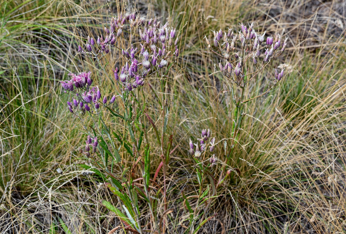 Image of Jurinea multiflora specimen.