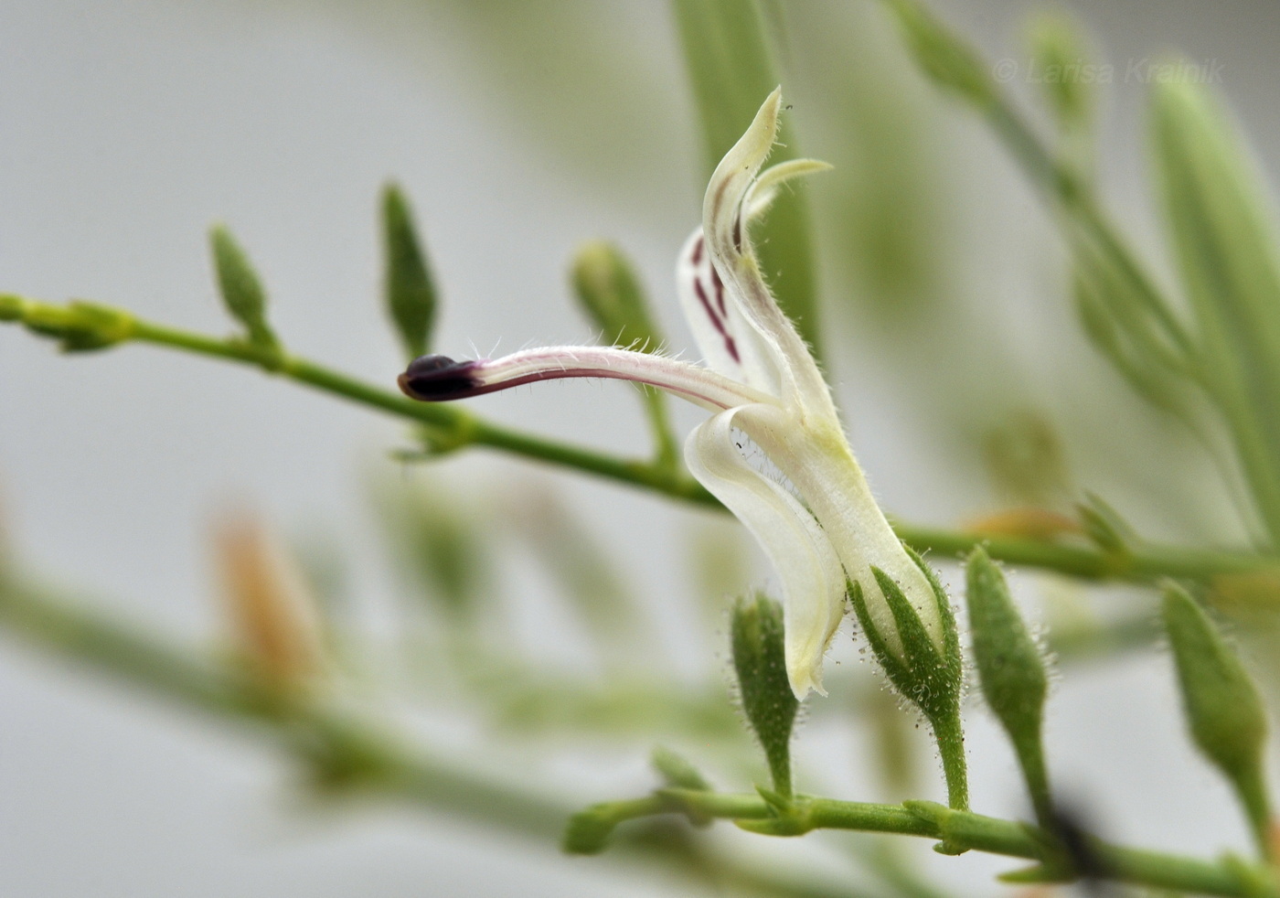 Image of Andrographis paniculata specimen.