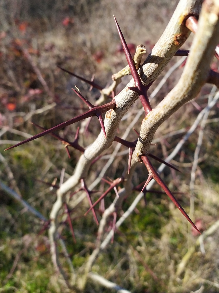 Изображение особи Gleditsia triacanthos.