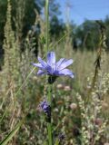 Cichorium intybus