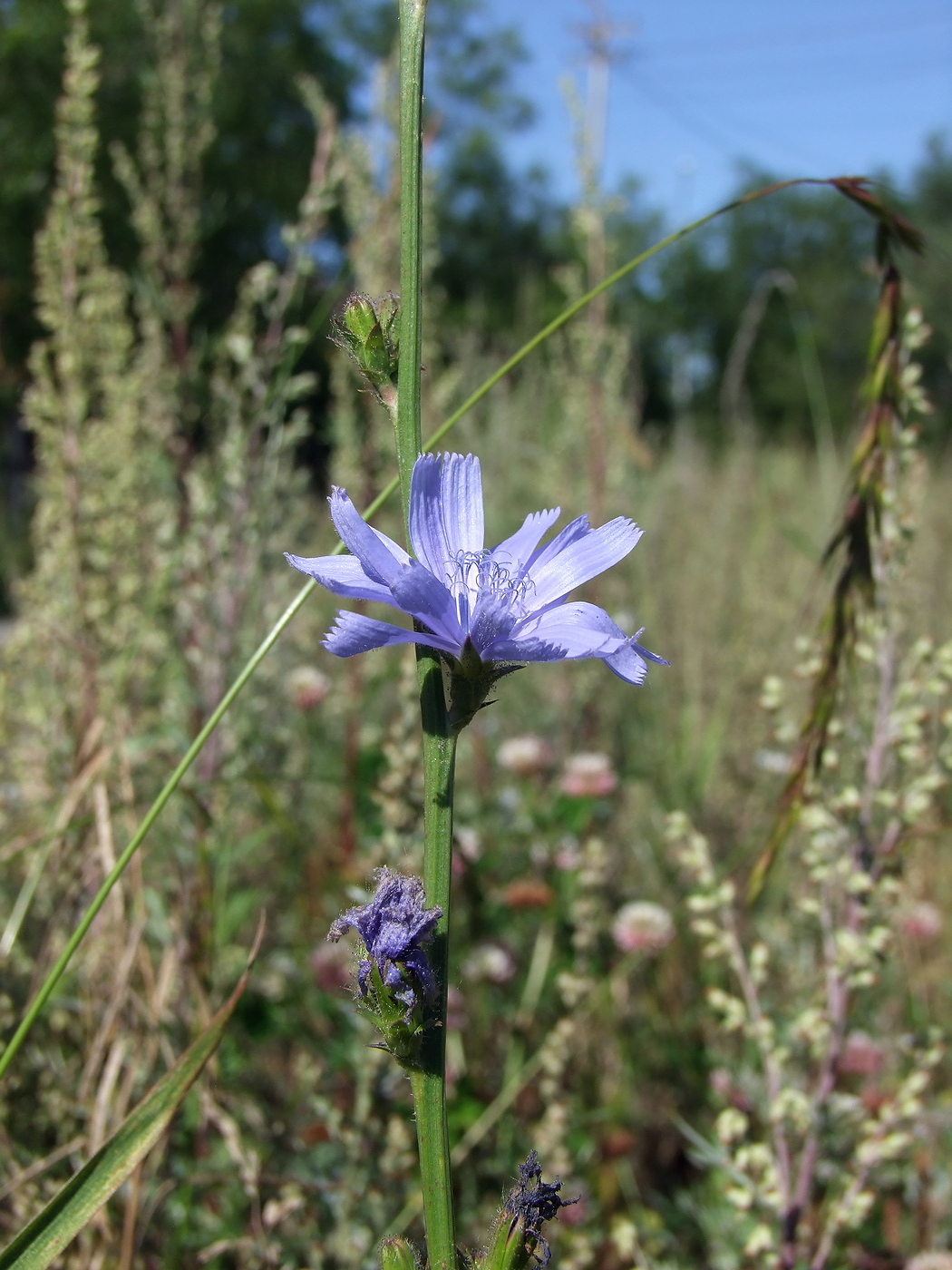 Изображение особи Cichorium intybus.