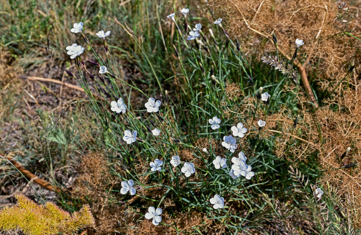 Image of Dianthus cretaceus specimen.