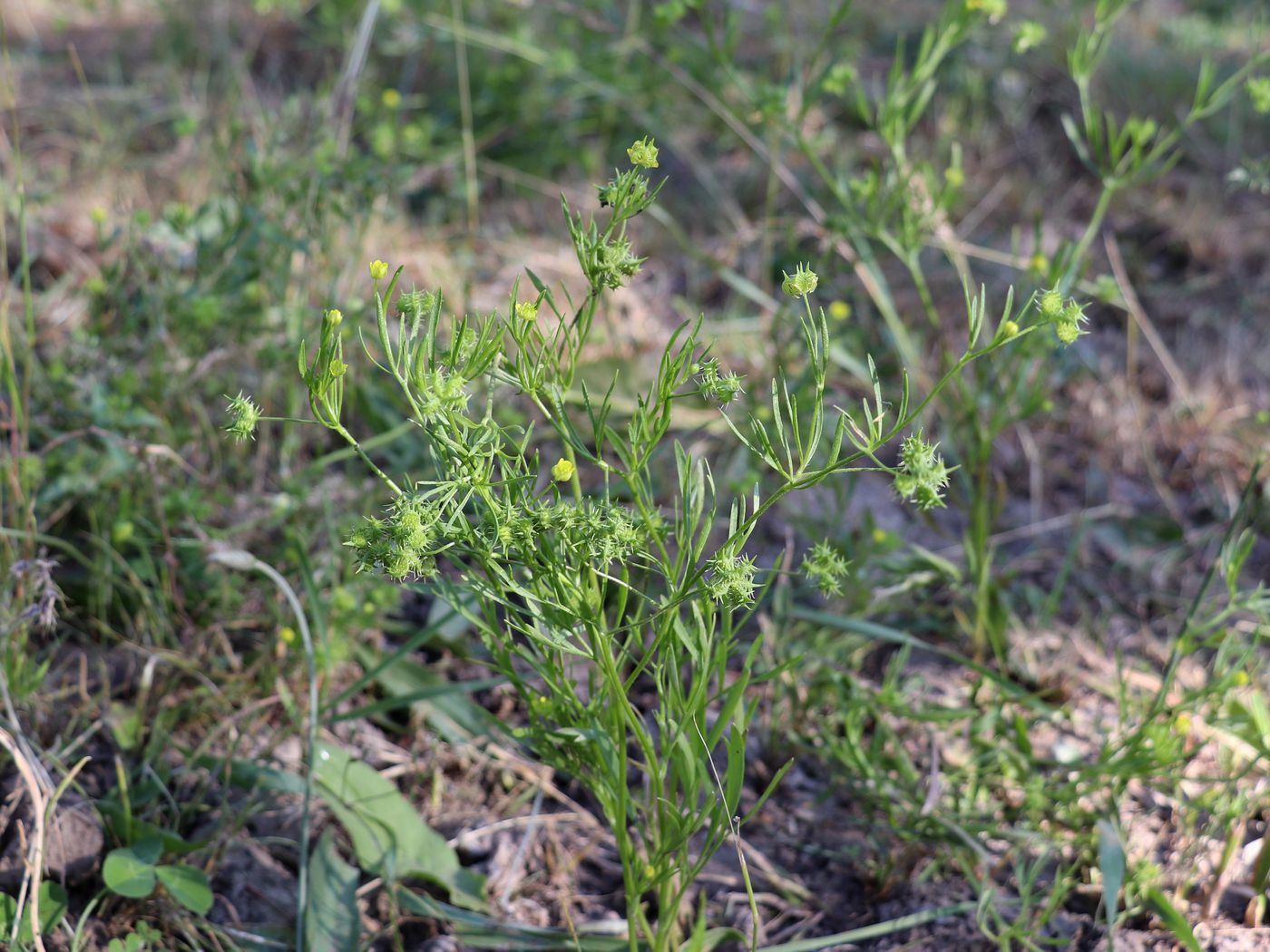 Image of Ranunculus arvensis specimen.
