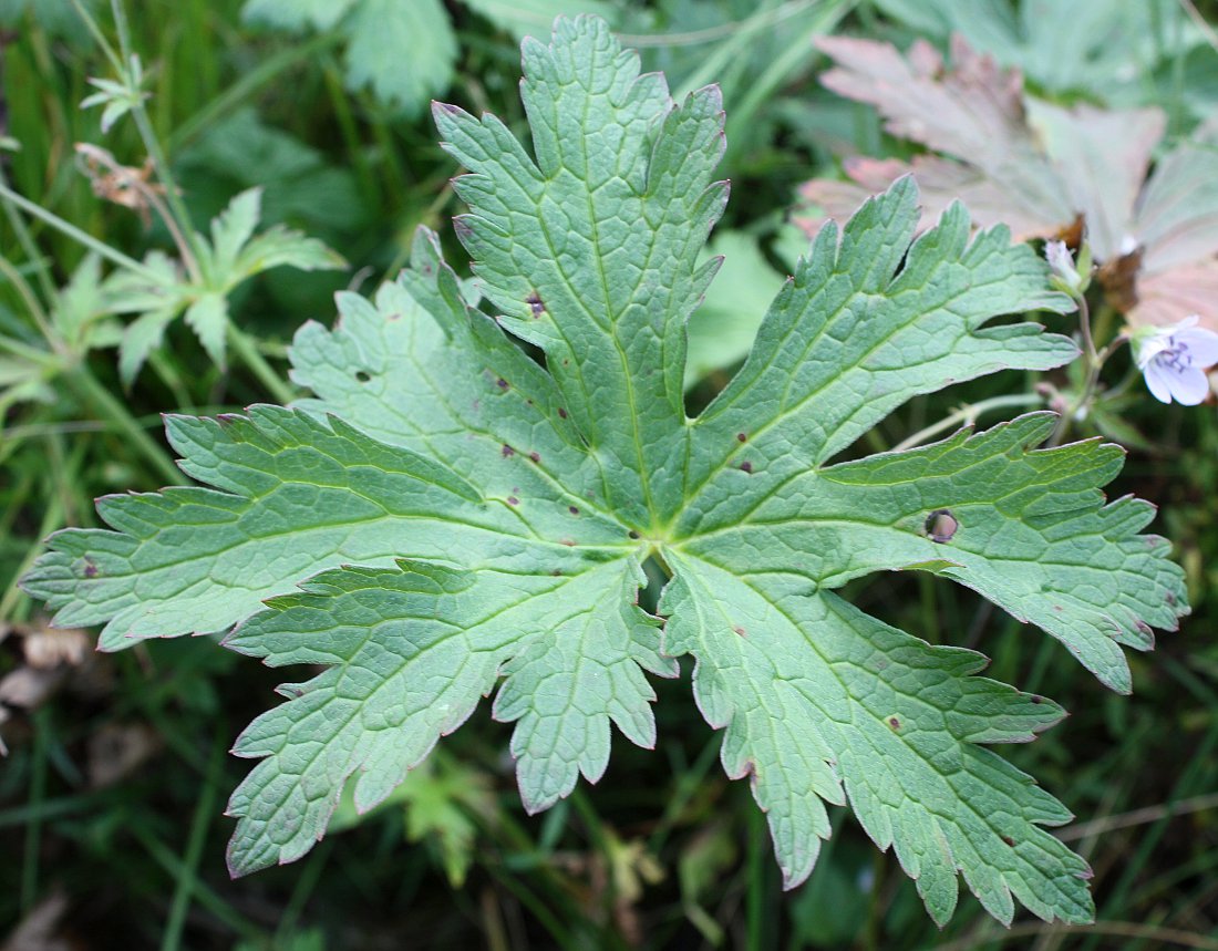 Image of Geranium krylovii specimen.