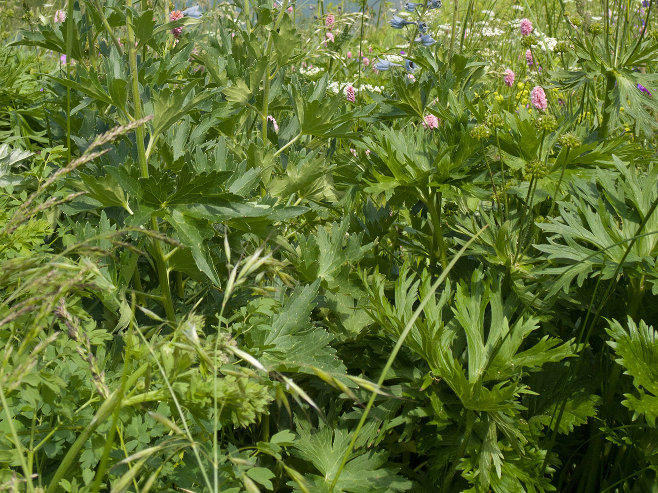 Image of Delphinium dasycarpum specimen.