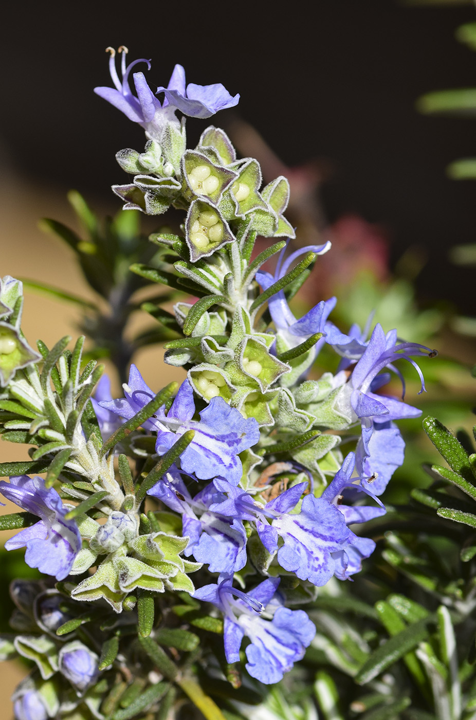 Image of Rosmarinus officinalis var. prostratus specimen.