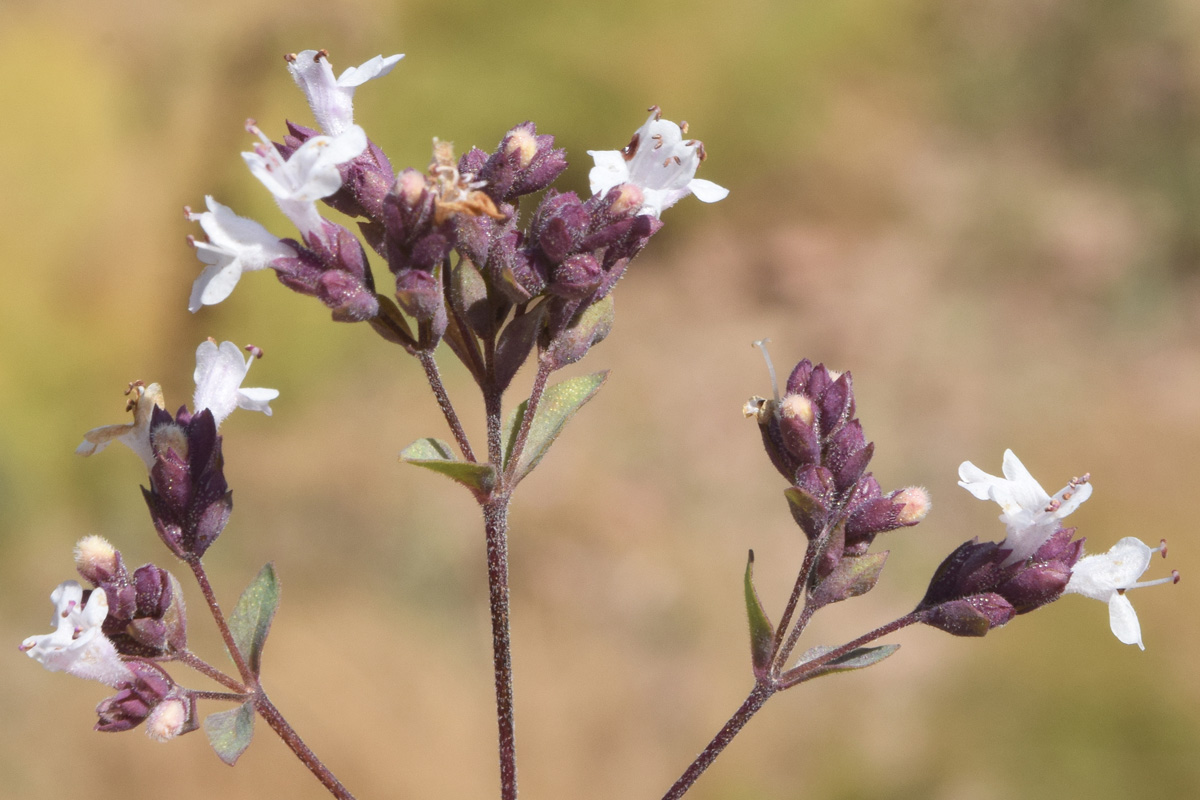 Image of Origanum tyttanthum specimen.