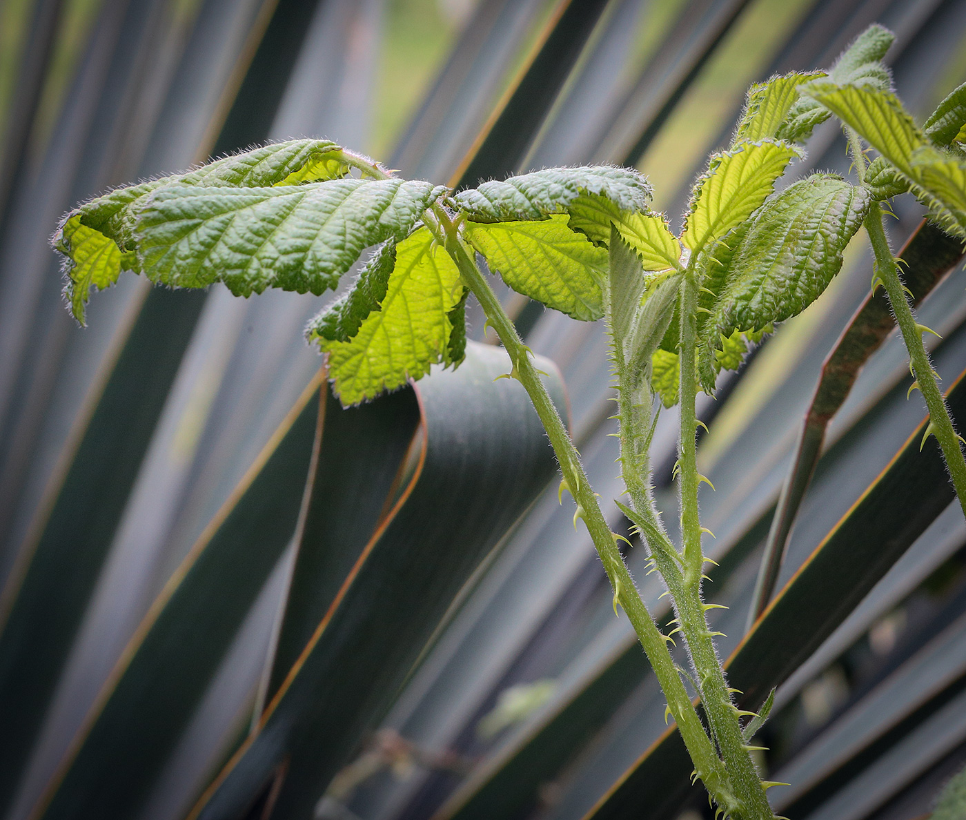 Image of genus Rubus specimen.