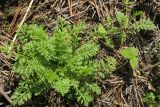 Achillea nobilis