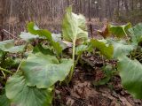 Bergenia crassifolia