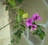 Bougainvillea glabra. Верхушка цветущей веточки. Абхазия, Гагрский р-н, с. Лдзаа, частный сад. 13.04.2024.
