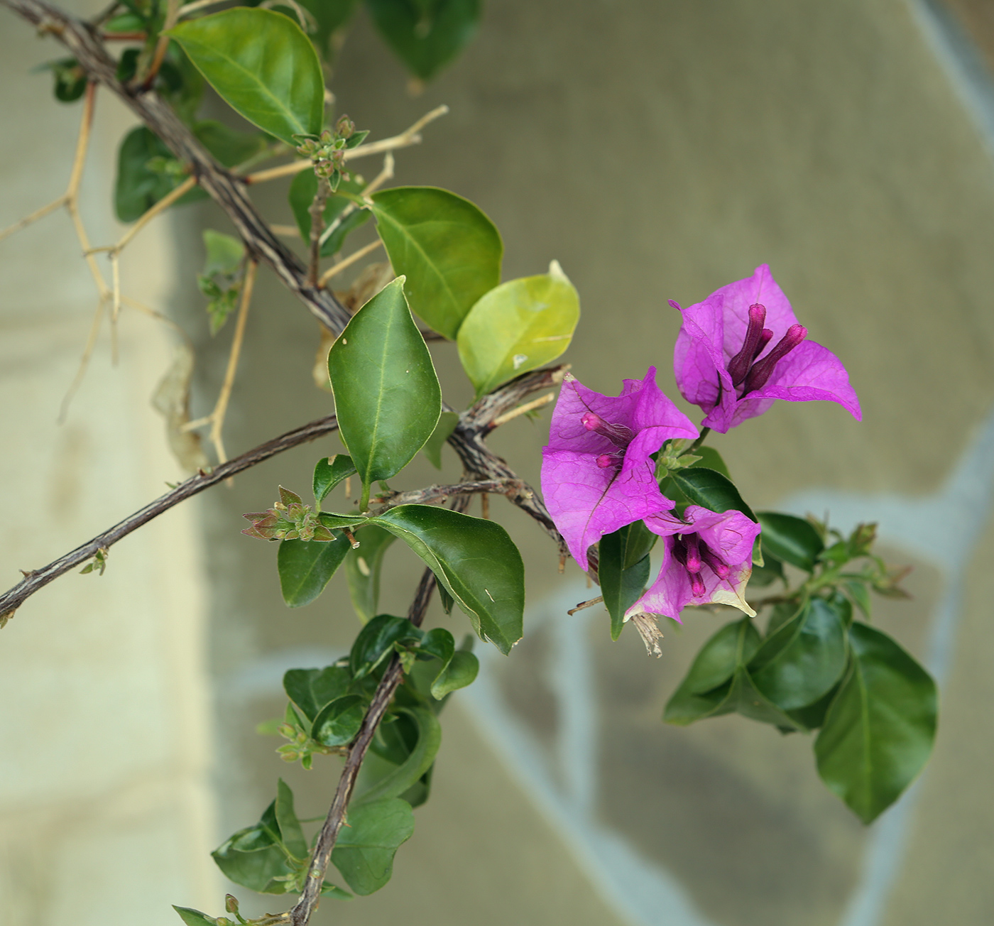 Image of Bougainvillea glabra specimen.