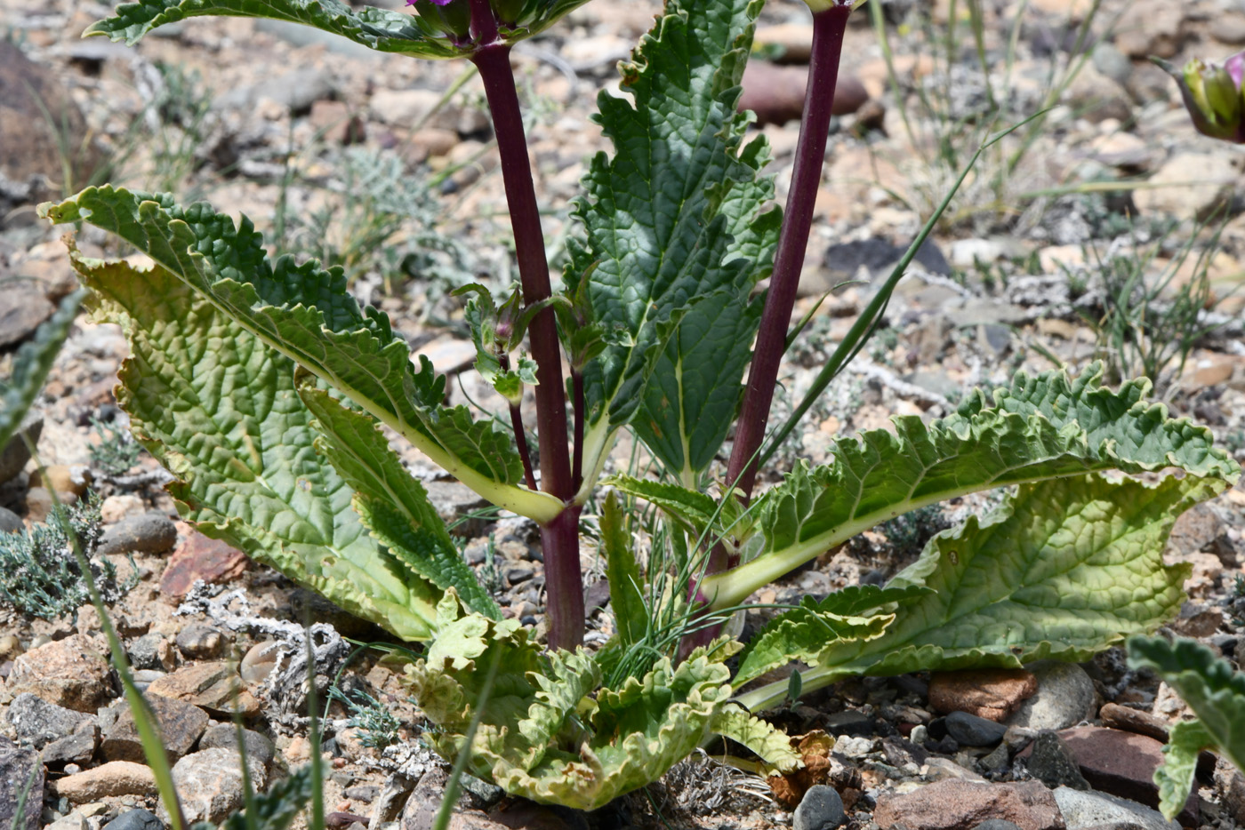 Image of Phlomoides zenaidae specimen.