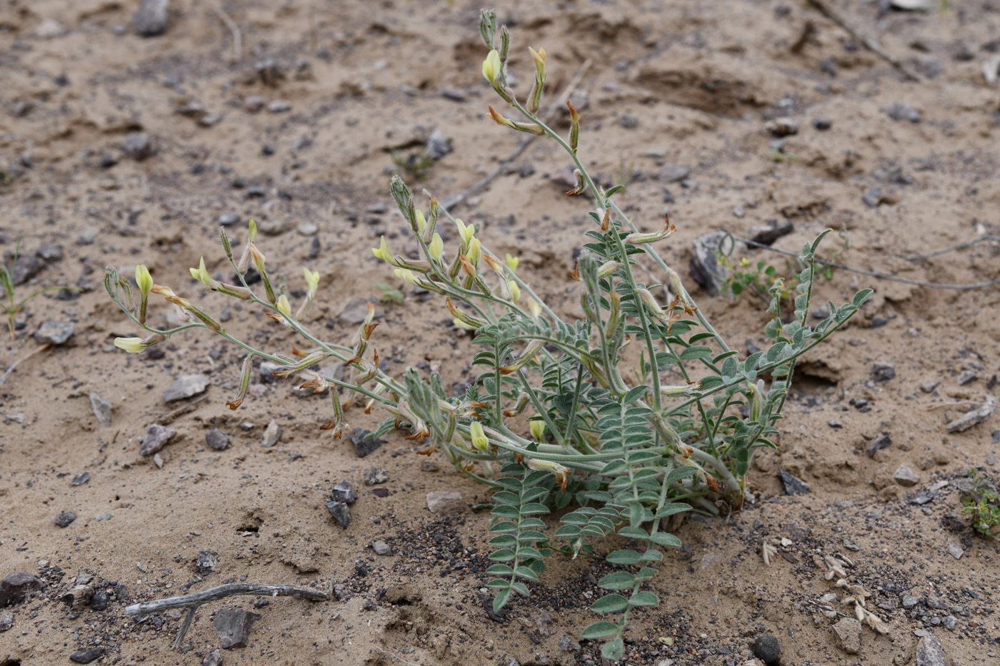 Image of Astragalus turczaninowii specimen.