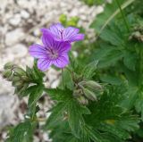 Geranium ruprechtii