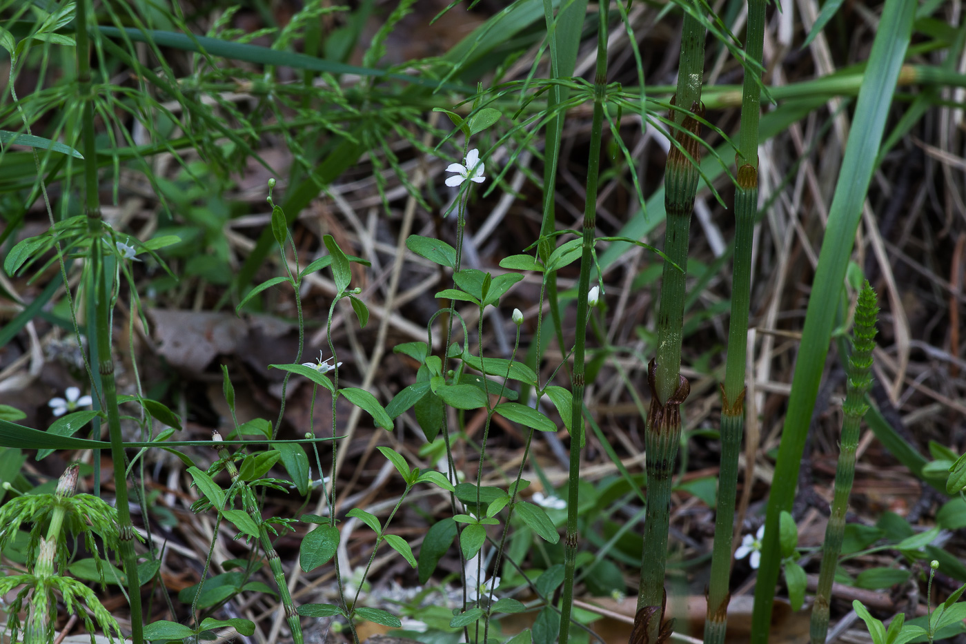 Image of Moehringia lateriflora specimen.