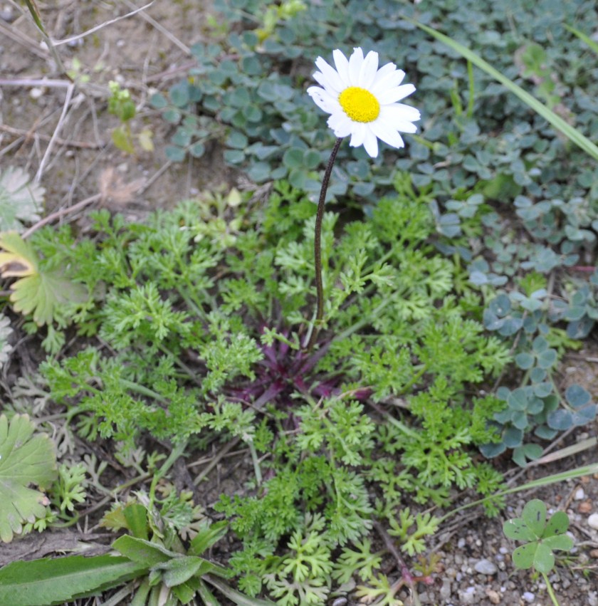 Изображение особи семейство Asteraceae.