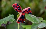 Paeonia obovata. Верхушка побега с раскрывшимся плодом. Сахалин, г. Южно-Сахалинск, горнолыжный комплекс \"Горный воздух\", опушка смешанного леса. 25.08.2023.
