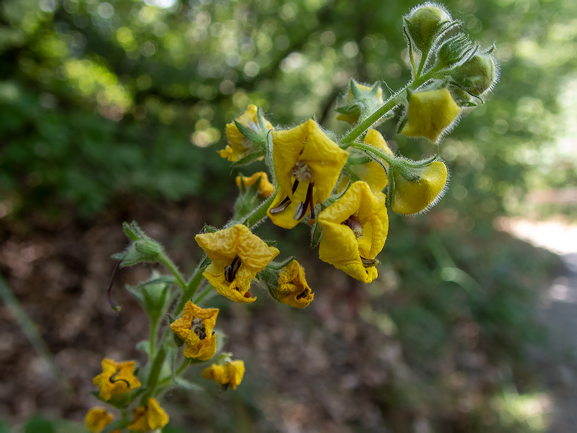 Image of Verbascum spectabile specimen.