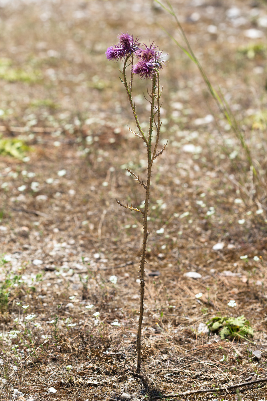 Image of Onopordum boissierianum specimen.