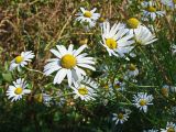 Tripleurospermum inodorum