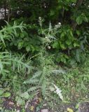 Cirsium echinus