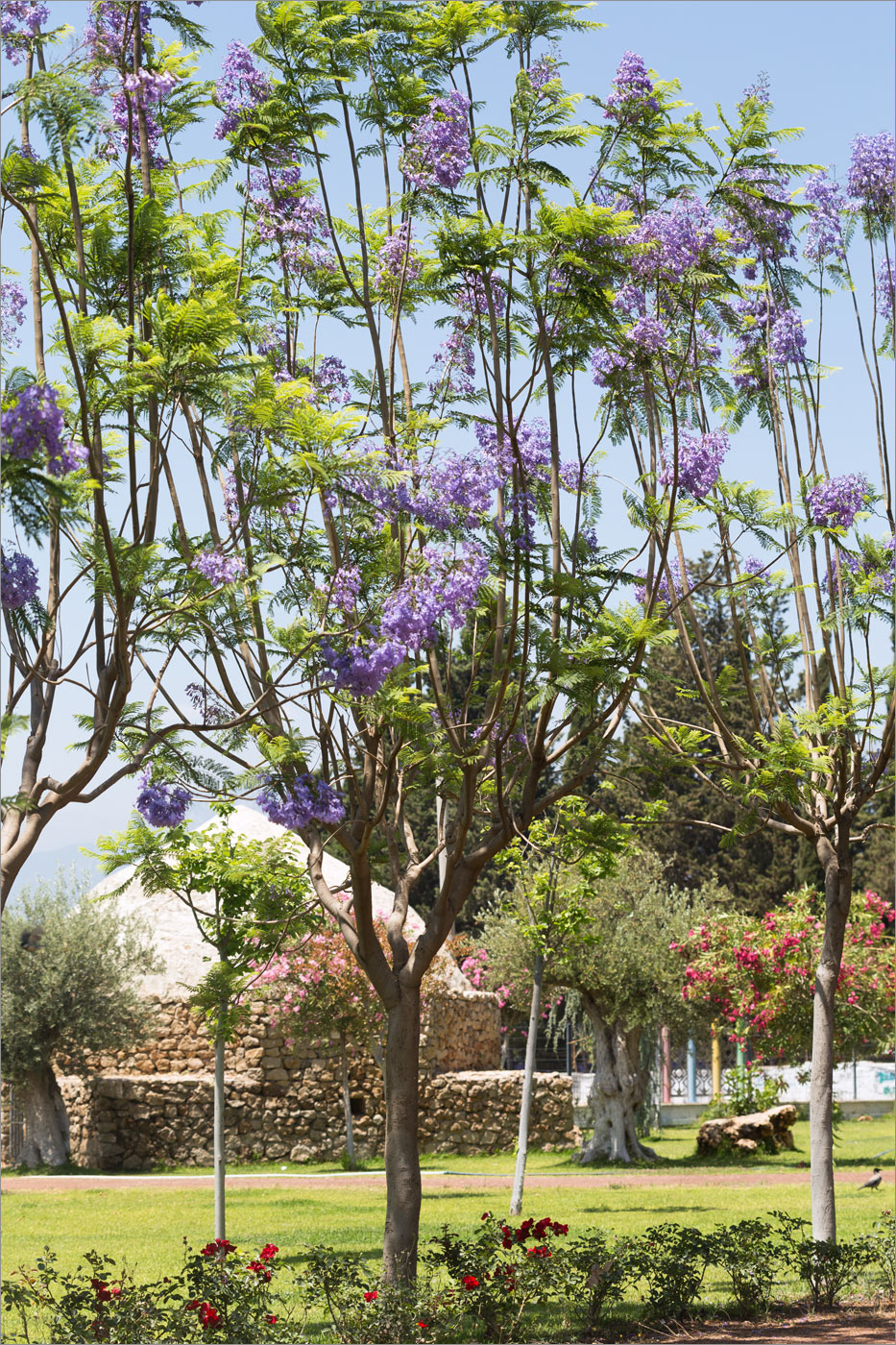 Image of Jacaranda mimosifolia specimen.