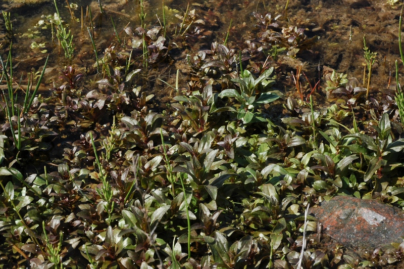 Image of Veronica anagallis-aquatica specimen.