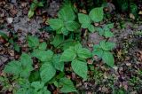 Rubus nessensis