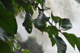 Poikilospermum suaveolens. Побег с развивающимися соцветиями. Вьетнам, пров. Даклак, окр. г. Буонметхуот, урез воды у водопада Драй Нур. 04.08.2024.