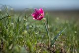 Tulipa suaveolens. Цветущее растение. Ростовская обл., Мясниковский р-н, Чулекская балка, степной склон. 20.04.2019.