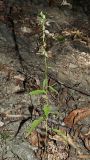 Campanula rapunculoides. Плодоносящее растение. Краснодарский край, Адлерский р-н, Краснополянский поселковый округ, горнолыжный курорт \"Роза Хутор\", экотропа, широколиственный лес, обнажённый склон. 10.09.2023.
