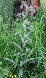 Anchusa undulata