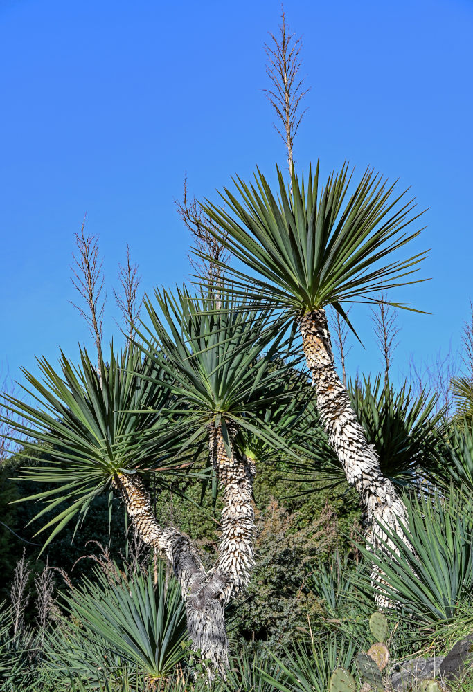 Image of genus Yucca specimen.