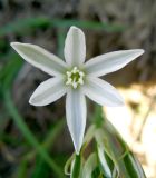 Ornithogalum amphibolum