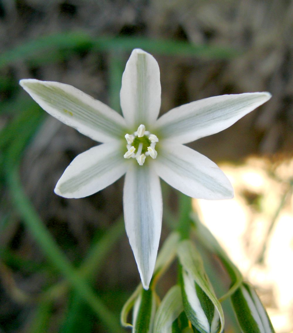 Изображение особи Ornithogalum amphibolum.
