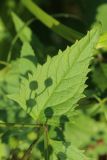 Scrophularia nodosa. Верхний стеблевой лист. Беларусь, Витебская обл., окр. дер. Сурмино, оз. Белое, травяные заросли по урезу воды. 27.08.2024.