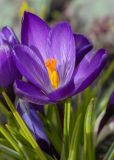 Crocus vernus. Цветок. Мурманск, Октябрьский р-н, цветник. 19.05.2025.