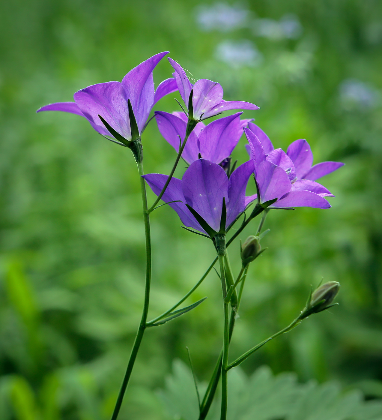 Image of Campanula wolgensis specimen.